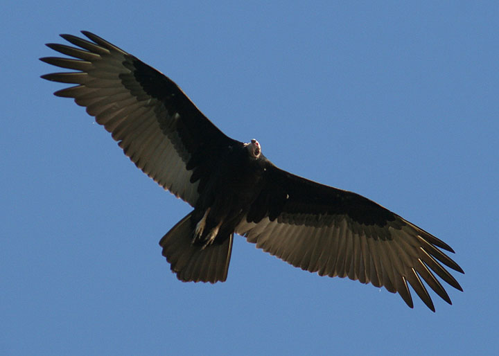 Turkey Vulture Festival – Iowa City Bird Club