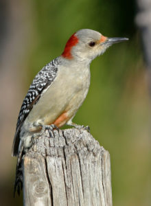 Red-Bellied Woodpecker (F)