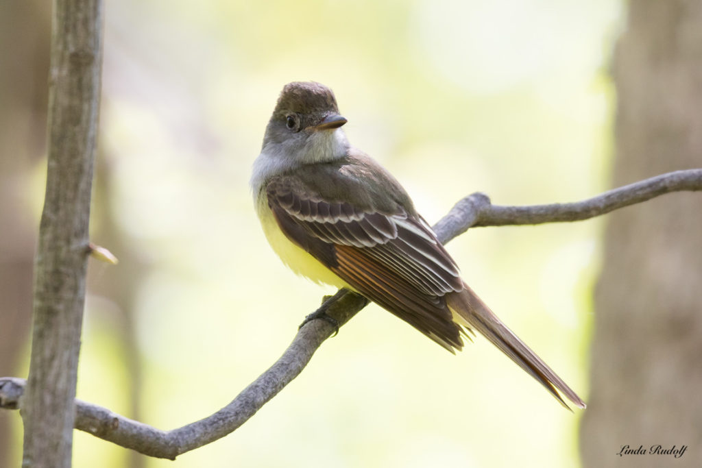 Great Crested Flycatcher by Linda Rudolph