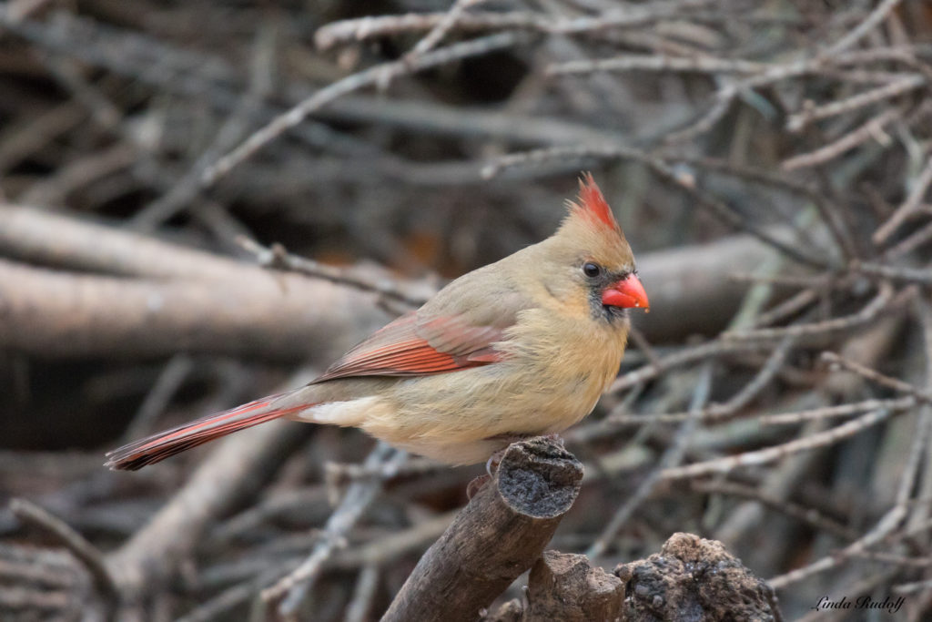 Northern Cardinal (F) by Linda Rudolph