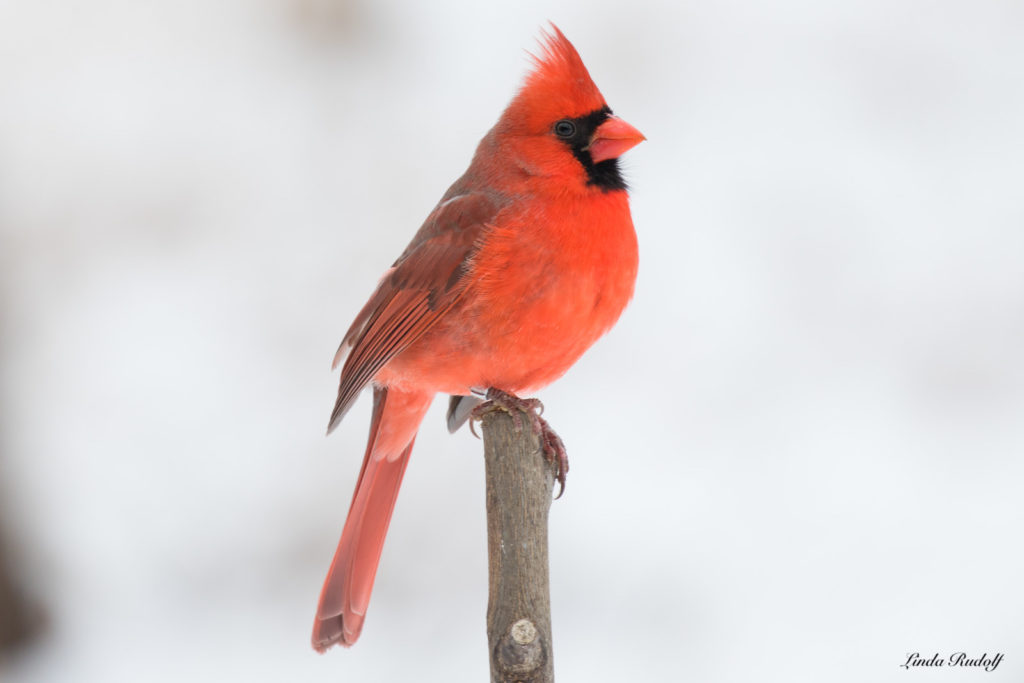 Northern Cardinal (M) by Linda Rudolph