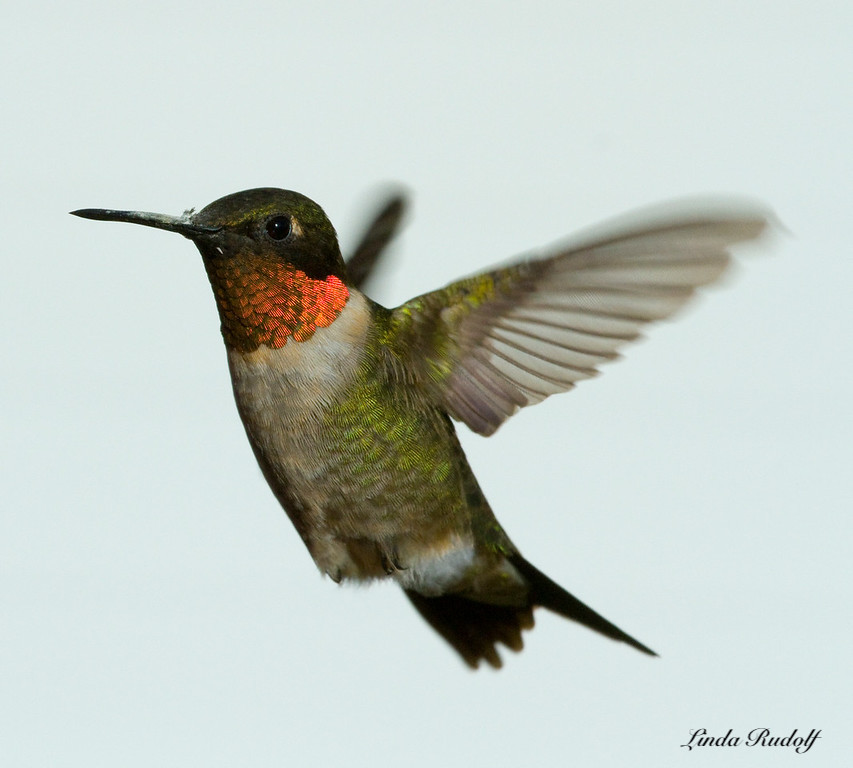 "Ruby-throated Hummingbird"