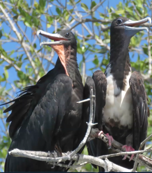 Two large birds with unique beaks in a tree