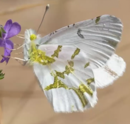 Olympia Marble Butterfly on a Blue Flower