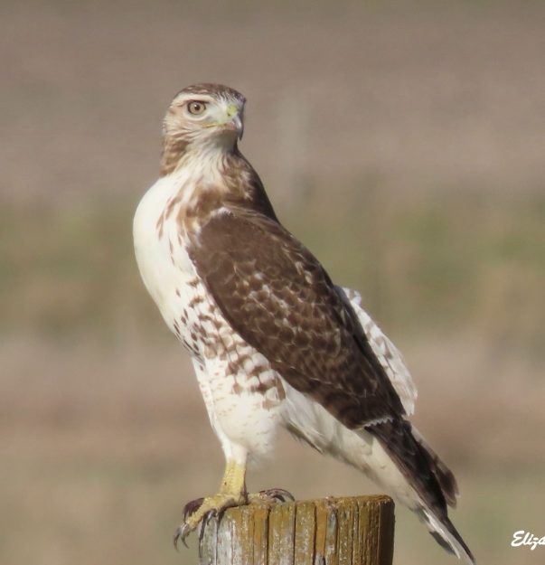 EW Red-tailed Hawk