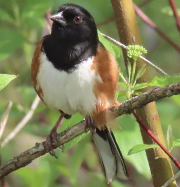 EW Towhee
