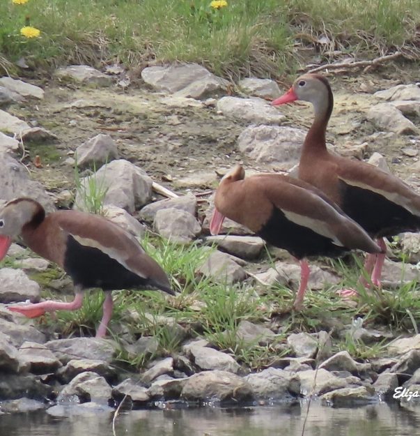 EW Whistling Ducks