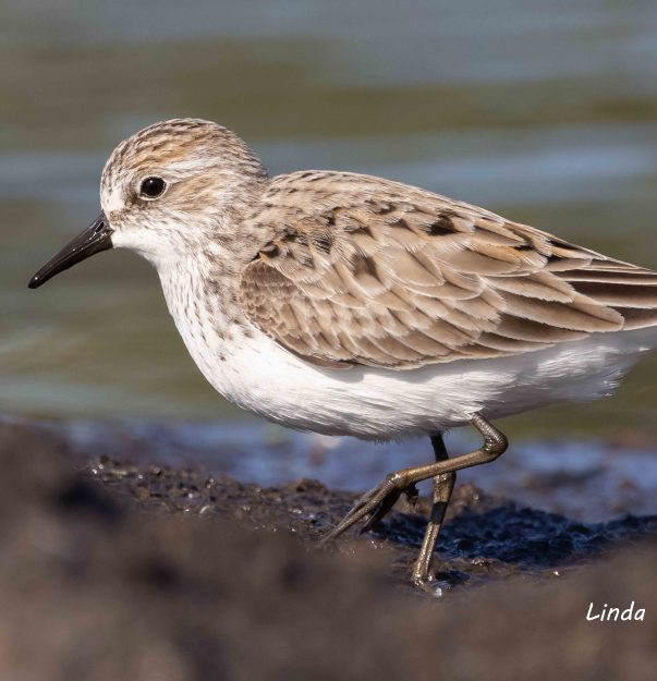 LR Semipalmated Sandpiper-a