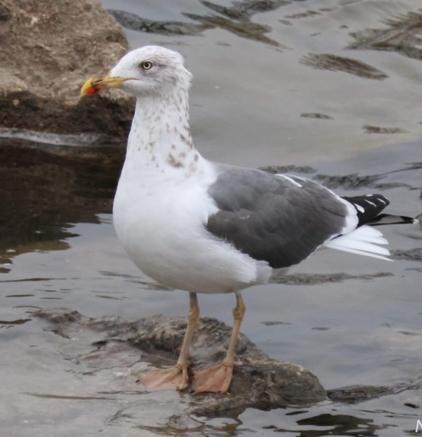 Lesser Black-backed Gull Mark Brown