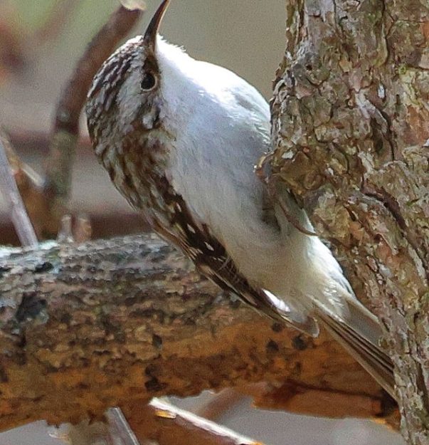 MM Brown Creeper