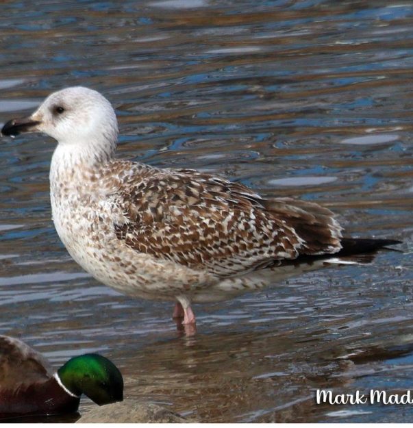 MM Greater Black-backed Gull