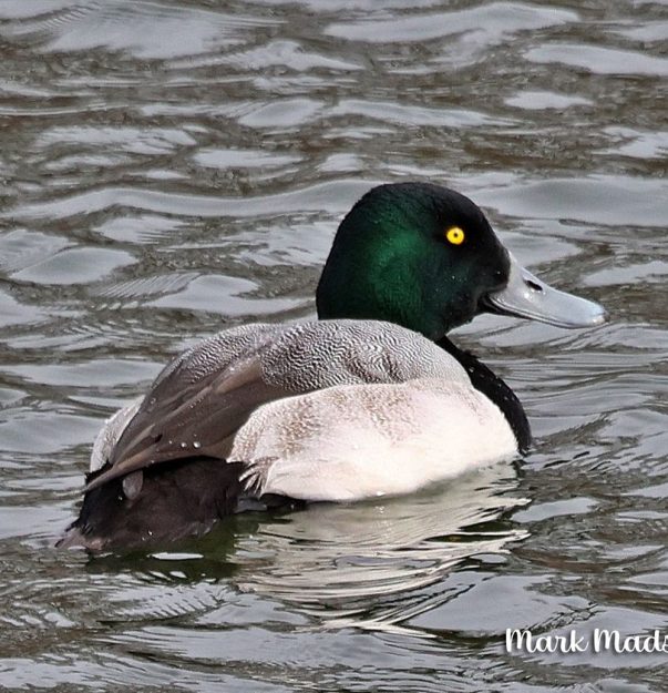 MM Greater Scaup