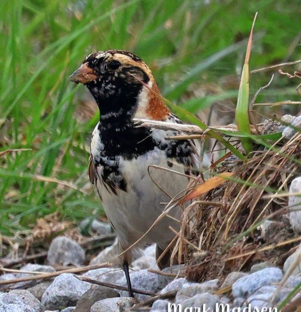 MM Lapland Longspur