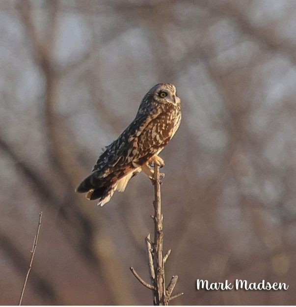MM Short-eared Owl