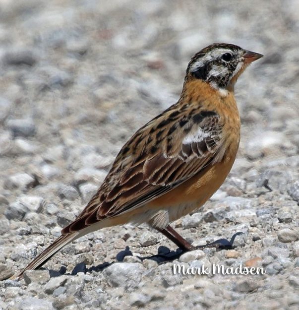 MM Smith_s Longspur