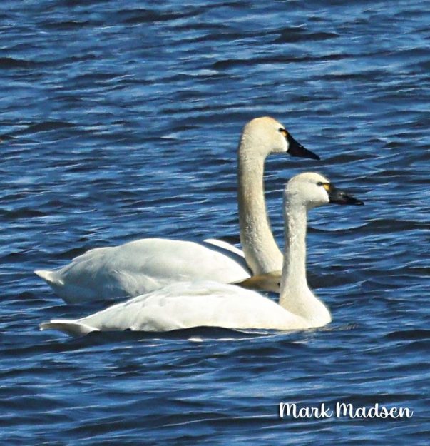 MM Tundra Swan