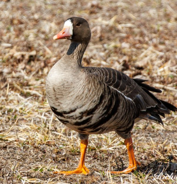 RR Greater White-Fronted Goose