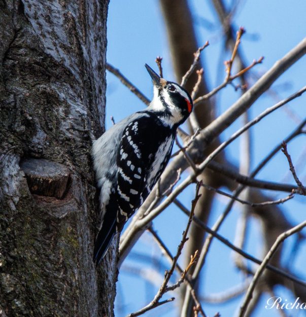 RR Hairy Woodpecker