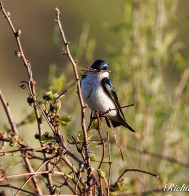 RR Tree Swallow
