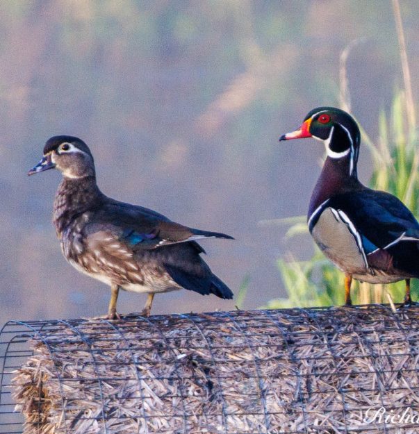 RR Wood Duck Pair (2)