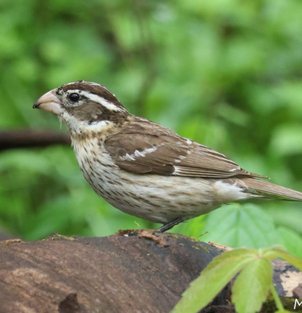 Rose-breasted Grosbeak Mark Brown