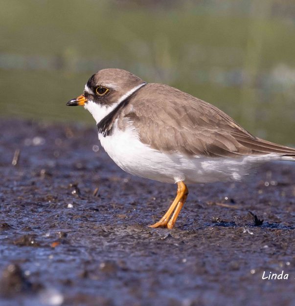 Semi-palmated Plover- from LR