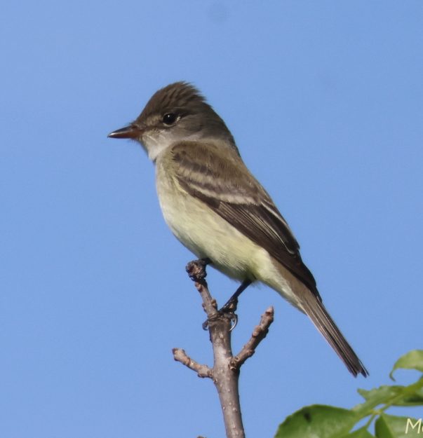 Willow Flycatcher Mark Brown